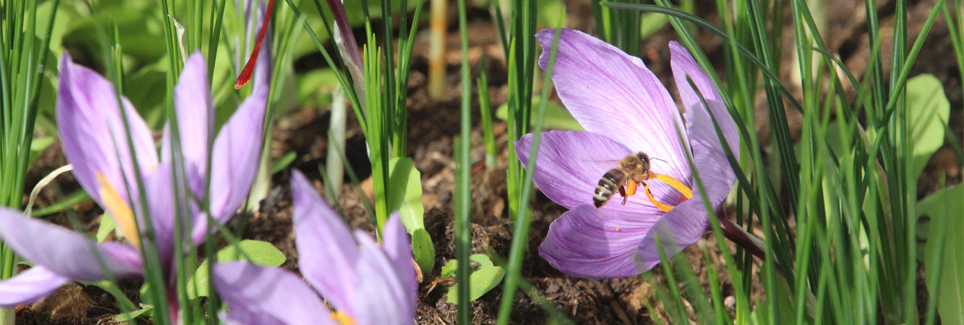 Safranblüte mit Biene aus dem eigenen Anbau der Gockels Genussmanufaktur